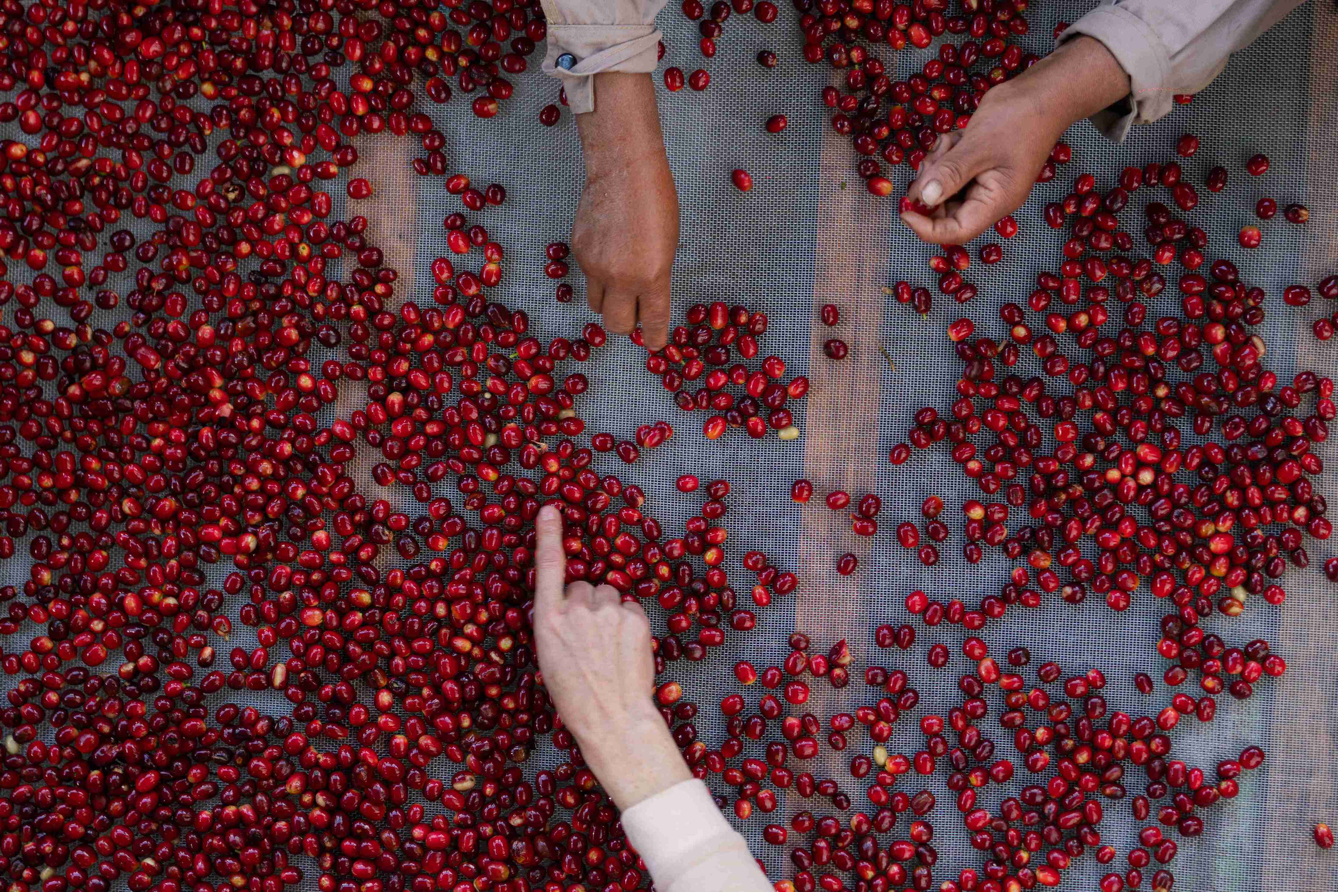 What Makes Specialty Coffee Different? A Guide to Quality, Origin and Flavour